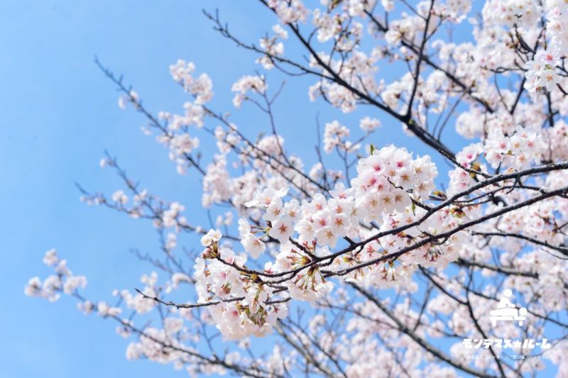 春の桜の風景｜新年度のご挨拶 大阪市福島区のマッサージ モンデマス★ルーム大阪福島店【マッサージ／足つぼ／ヘッドスパ】
