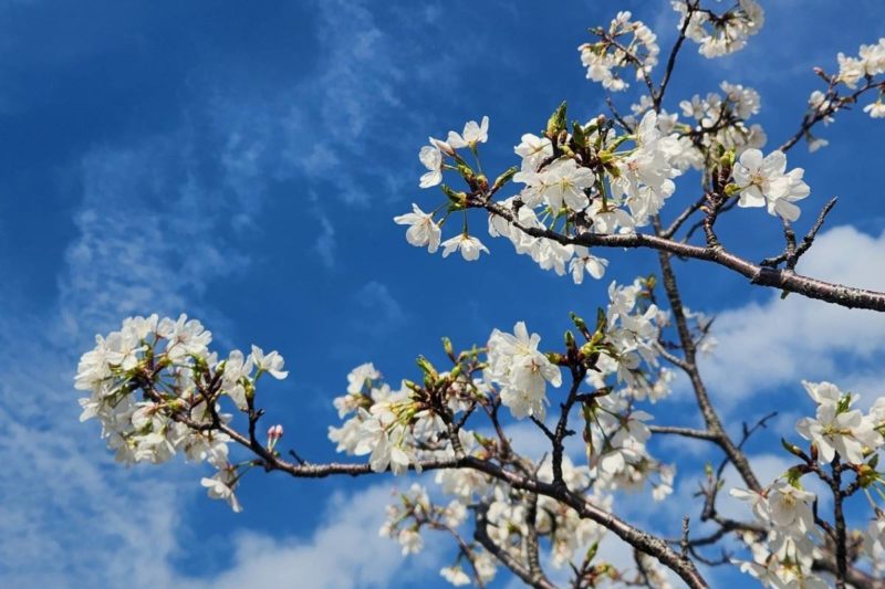 金沢の桜と春の空